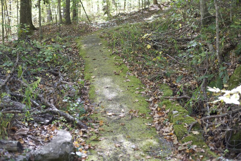 The trail is asphalt that is covered with moss for a majority of its journey through the woods.