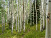 Beautiful aspen forest.