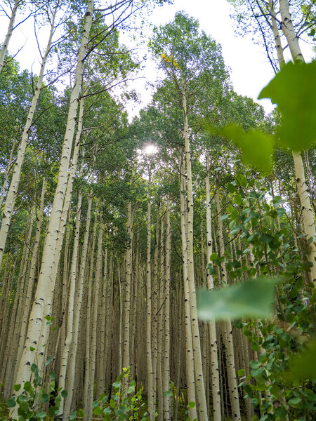 The many aspen groves are a highlight of this trail.