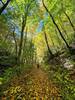 Walking through the yellow forest on a fall day.