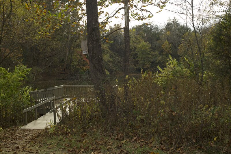 Along the trail, there is a platform where you can enjoy views of the pond and the birds that call that habitat home.