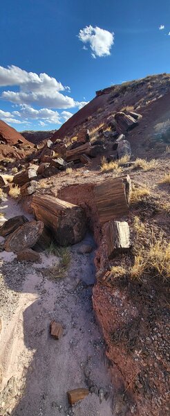 Petrified Wood on the Onyx Bridge Trail.