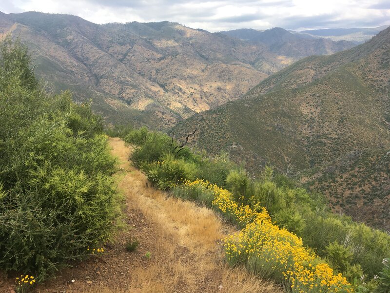 May 2023. Trail flanked by flowers with view into the South Fork Drainage.