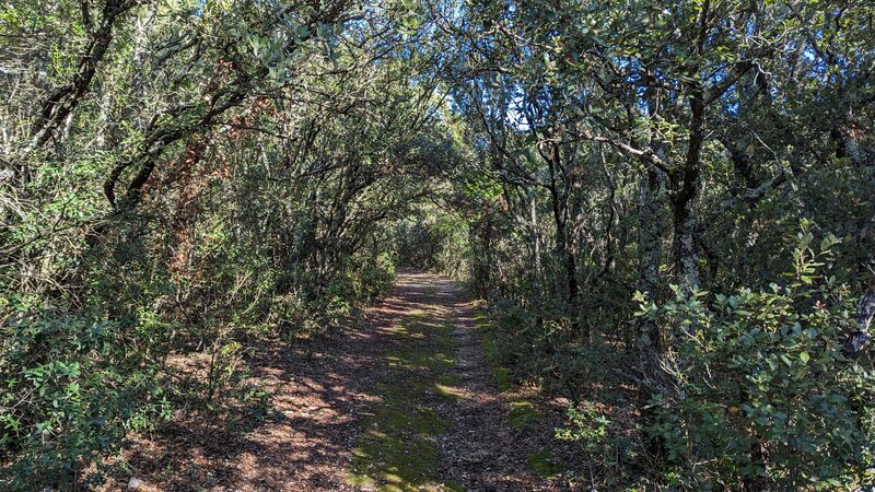 Moure de la Tour Forest.