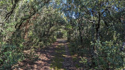 Moure de la Tour Forest.
