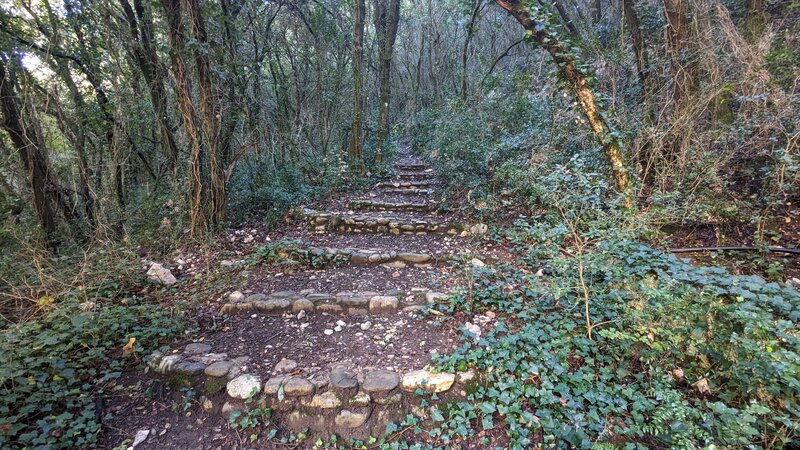 Moure de la Tour Forest