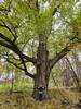 A huge, very old maple tree in the floodplain forest.