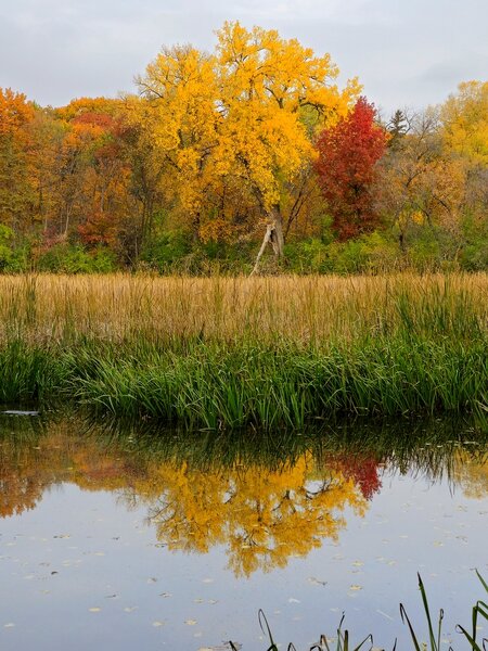 Little Bass Pond with trees showing fall colors.