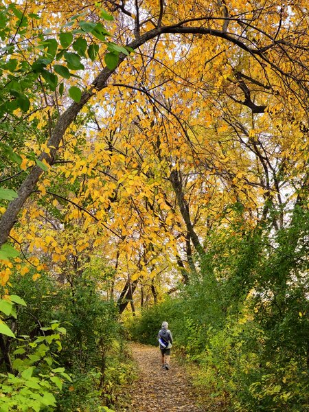 On the Bass Ponds Trail in the fall.