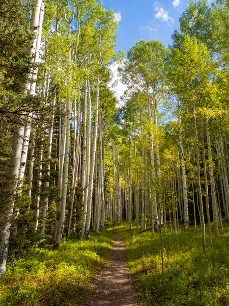 Beautiful aspen grove along the Liberty Bell Trail.