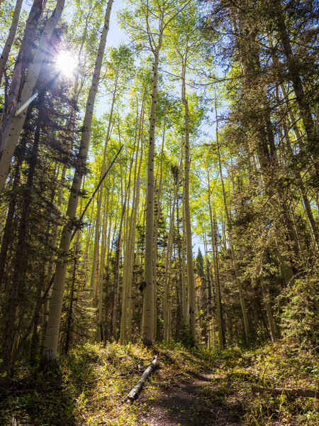 Lovely aspen forest along the trail.