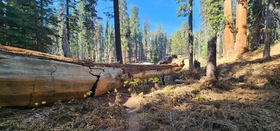 Large fallen Sequioa