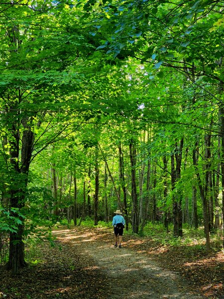 Under the forest canopy on the park's south side.