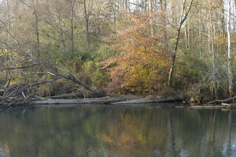 The trail runs next to the Wolf River for a short distance until it arrives at a suspension bridge.  Ducks and other waterfowl can be seen in this section.