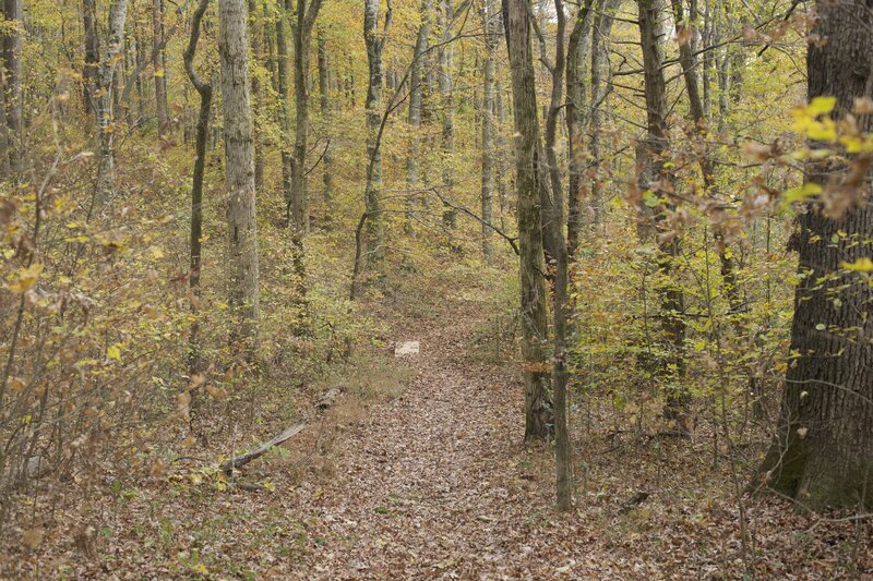 The trail meanders through a forest which in the fall, is vibrant with reds, yellows, and oranges as the leaves change color.