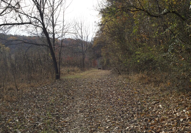 Deer can be seen in the woods and meadows that surround the trail, and sometimes even on it.