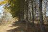 The trail as it works its way along the edge of the woods where birds can be seen throughout the year.