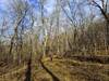 On the Quarry Trail through the upland forest.