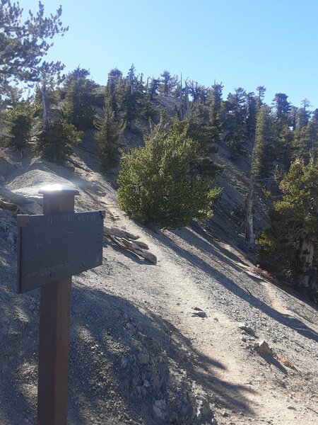 On the saddle next to the 1500 year old tree.