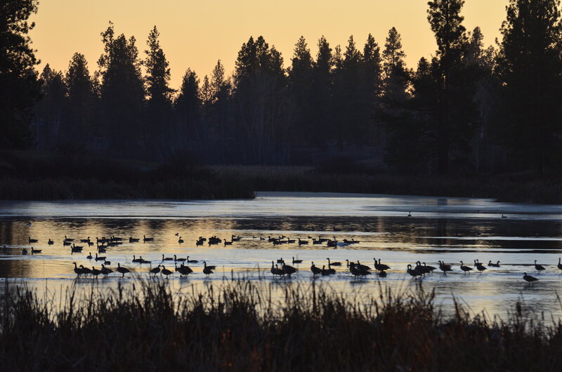 Canadian geese in the pond.