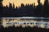 Canadian geese in the pond.