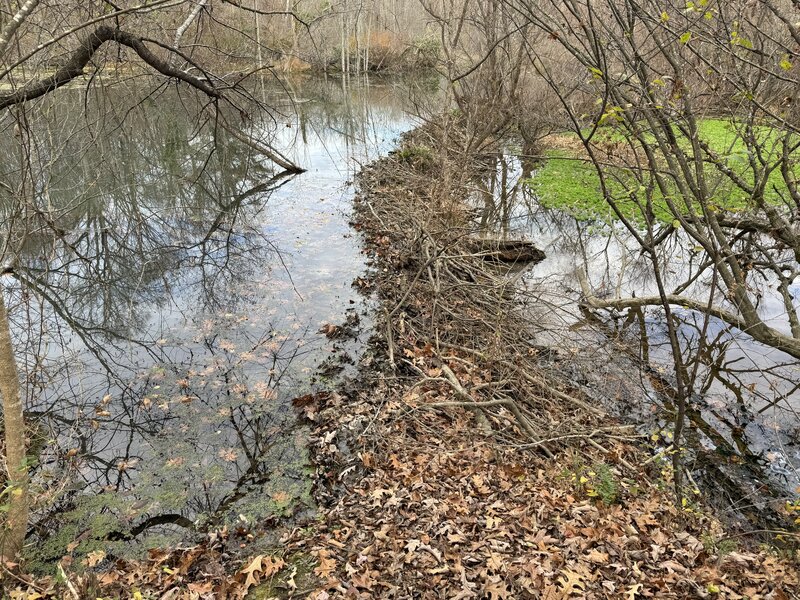 A Beaver Dam can be seen along the Campground Trail.