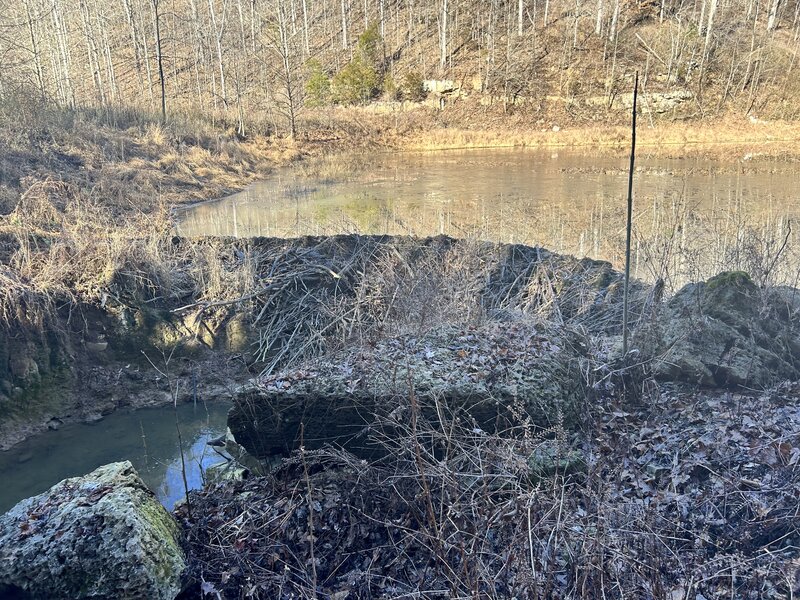 Natural Beaver Dam