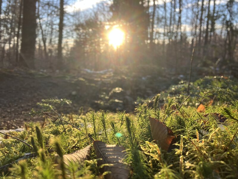 Moss outstretched to meet the sunshine.