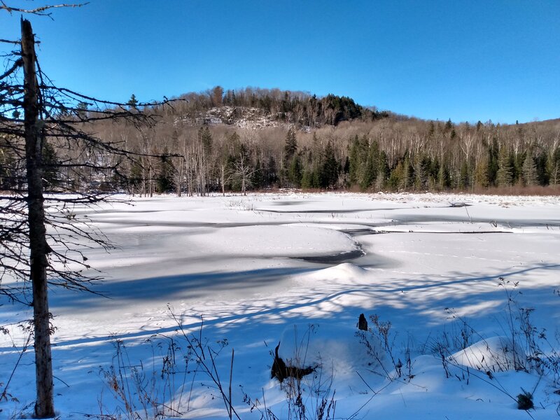 Beaver marsh