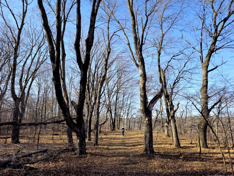 Passing through a stand of forest on the bluff above the St. Croix.