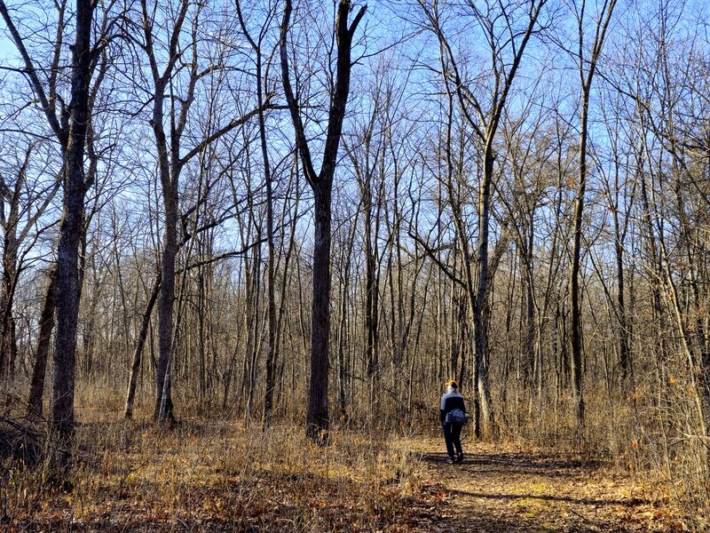 Through another small patch of upland forest.