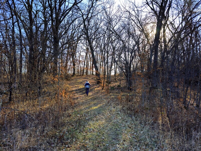 Another passage through remnant forest.