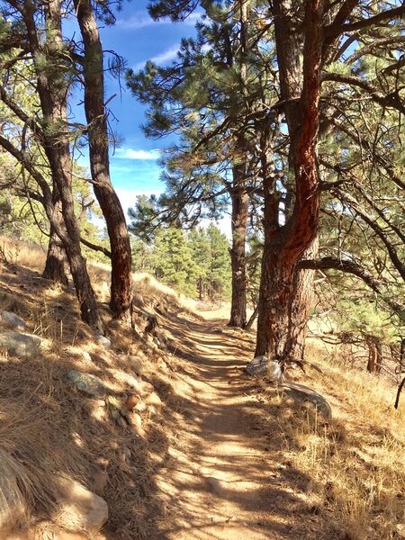 Spring Brook Loop South