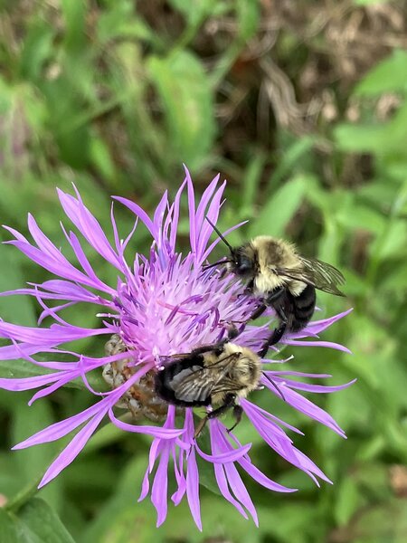 Bumblebees on Knapweed.