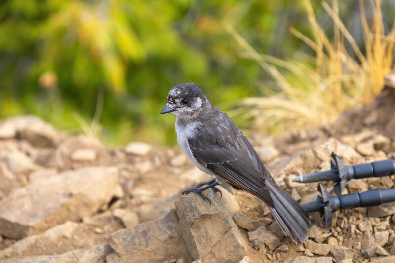 A Canada Jay on the viewpoint to Mt. Storm King.