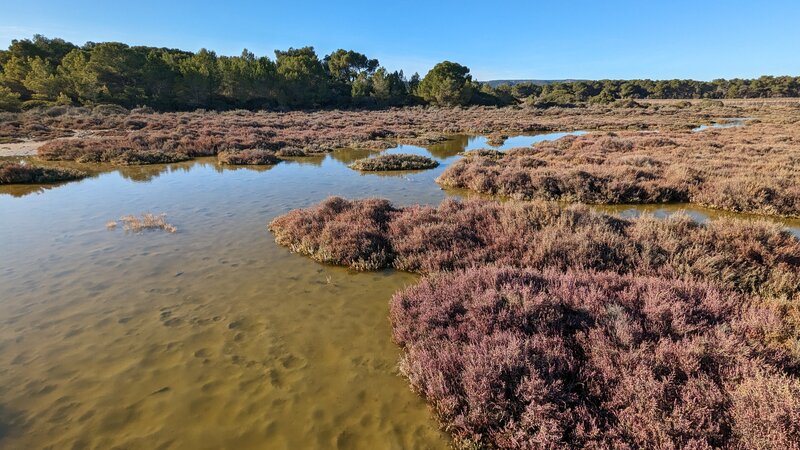 Swamps by Aresquiers Woods