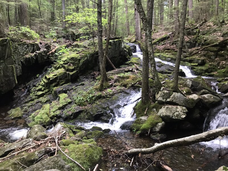 Bridgewater Forest Falls.