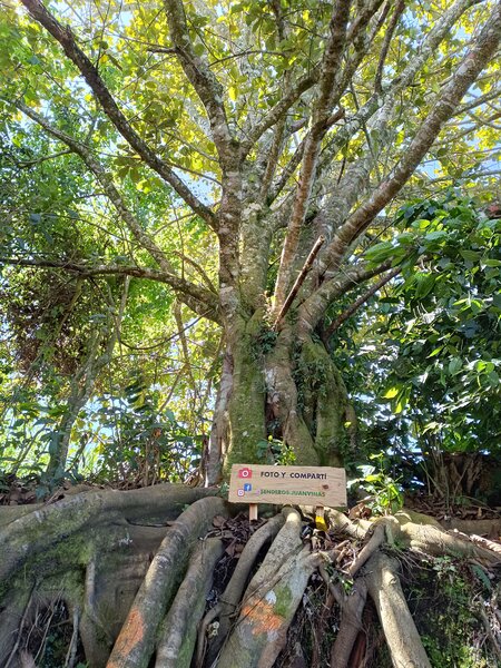 Tree "Higueron" (strangler fig)