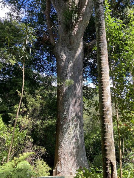 Large Kauri Tree