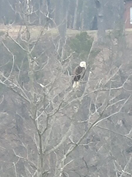 Bald eagle seen from the levee trail.