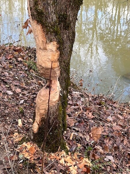 Beaver damaged tree along Otter Creek.
