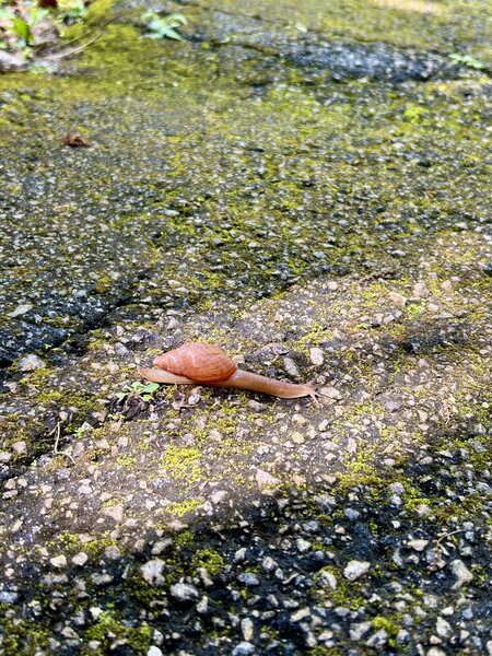 Snail crossing!