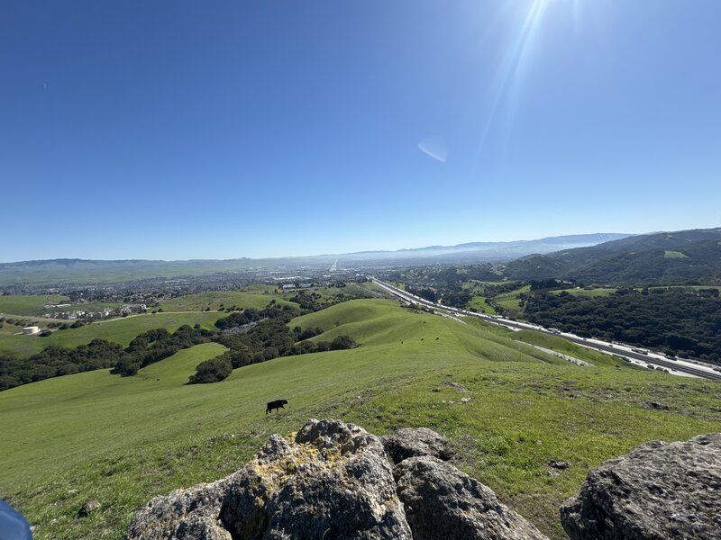 During spring cows are everywhere. Good place to quickly stop and take a rest and enjoy the view.