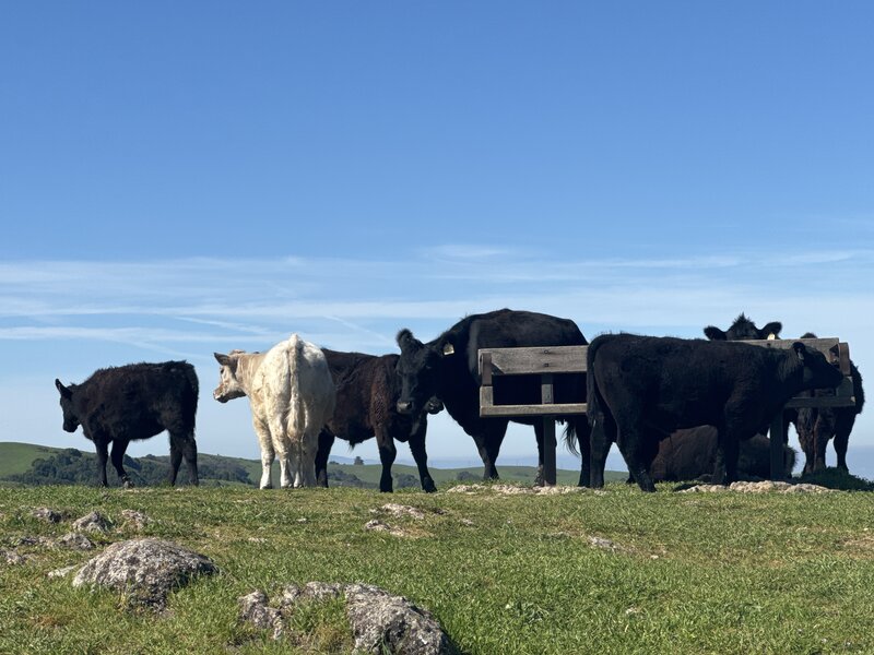 During spring cows are everywhere. Good place to quickly stop and take a rest and enjoy the view