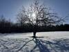 Sunlight through gnarled branches.