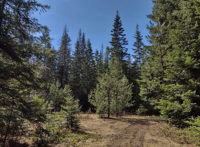 Occasionally the trail breaks out of the forest, into small meadows.