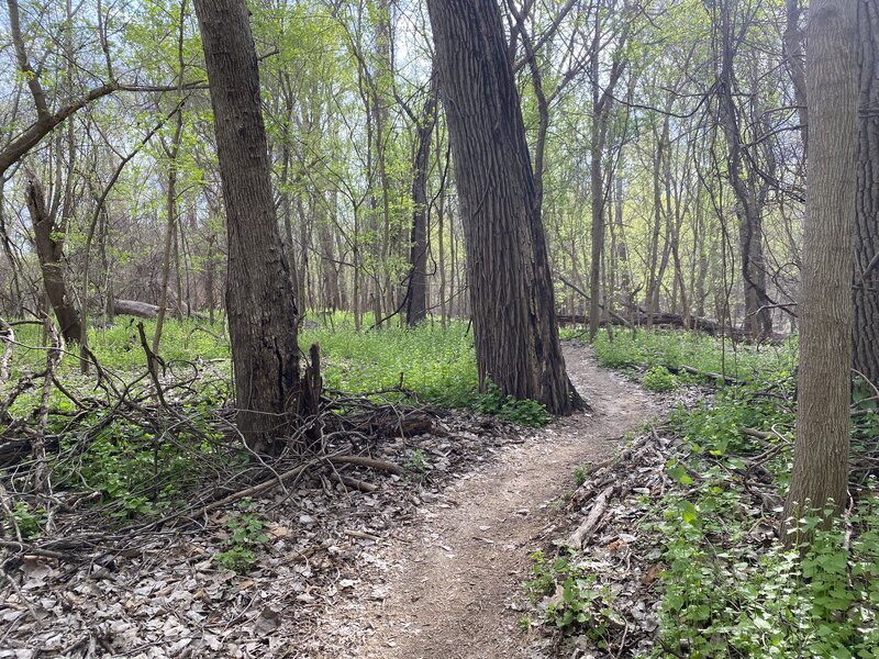 Sandy Link Trail