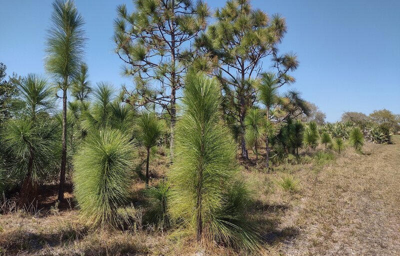 Longleaf pines along Blue Trail in St. Sebastian River Preserve State Park.