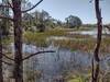 Marshy lake passed on the wet western section of Blue Trail.