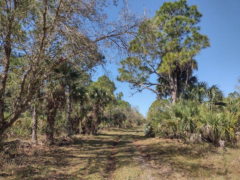 Blue Trail starts out on nice, grassy doubletrack as it winds through pretty saw palmettos and longleaf pines.